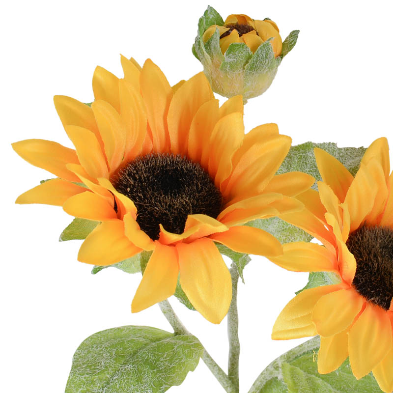 Tournesol