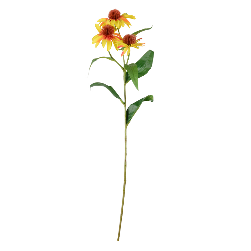 Tige de rudbeckia
