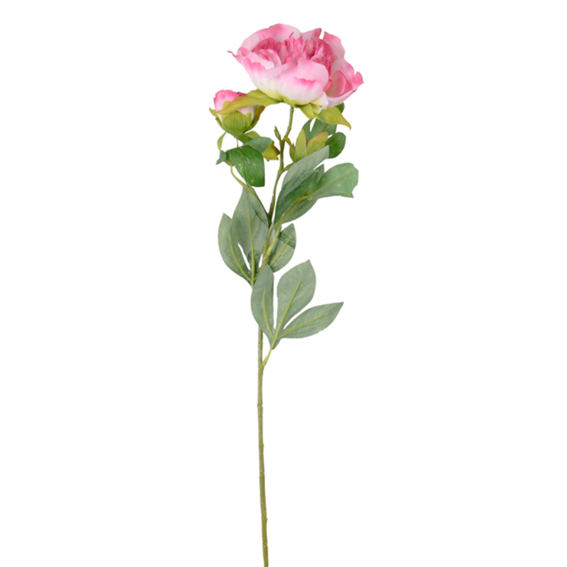 Tige de pivoine