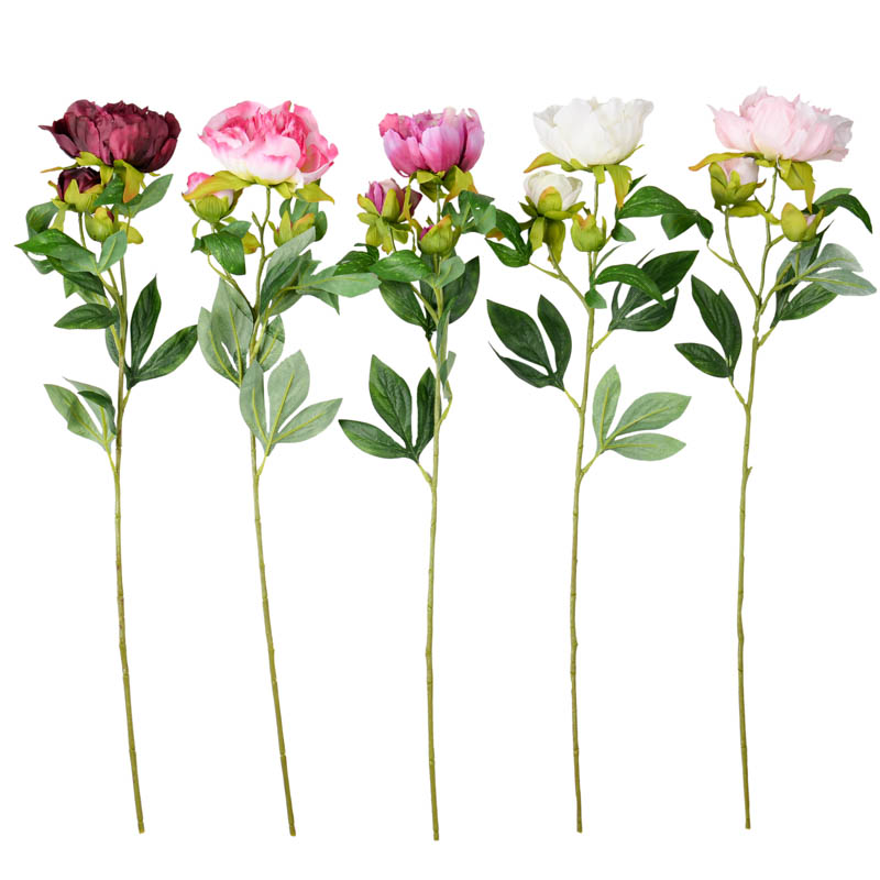 Tige de pivoine