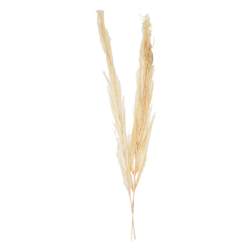 2 branches de pampa californienne