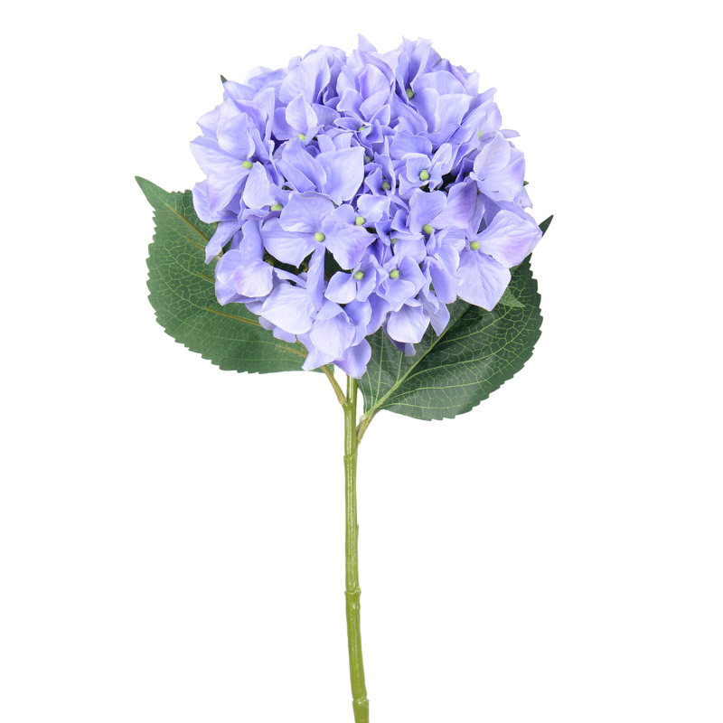 Tige d'hortensia géante