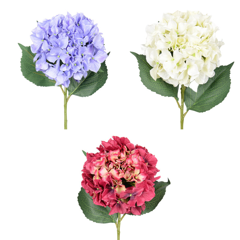 Tige d'hortensia géante