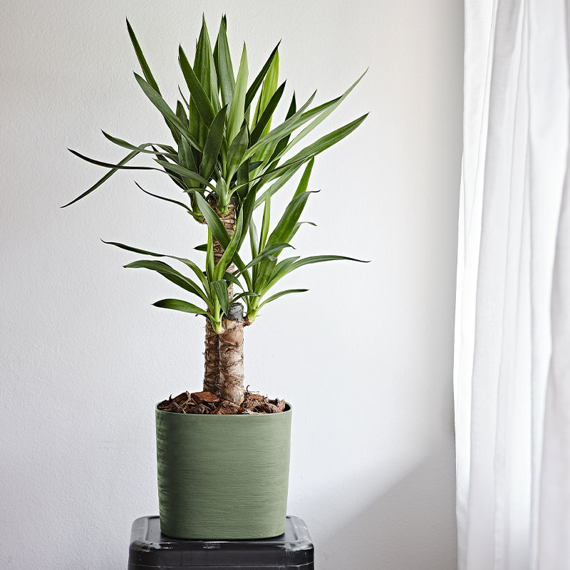 Pot 'Cuadra' 3L 
