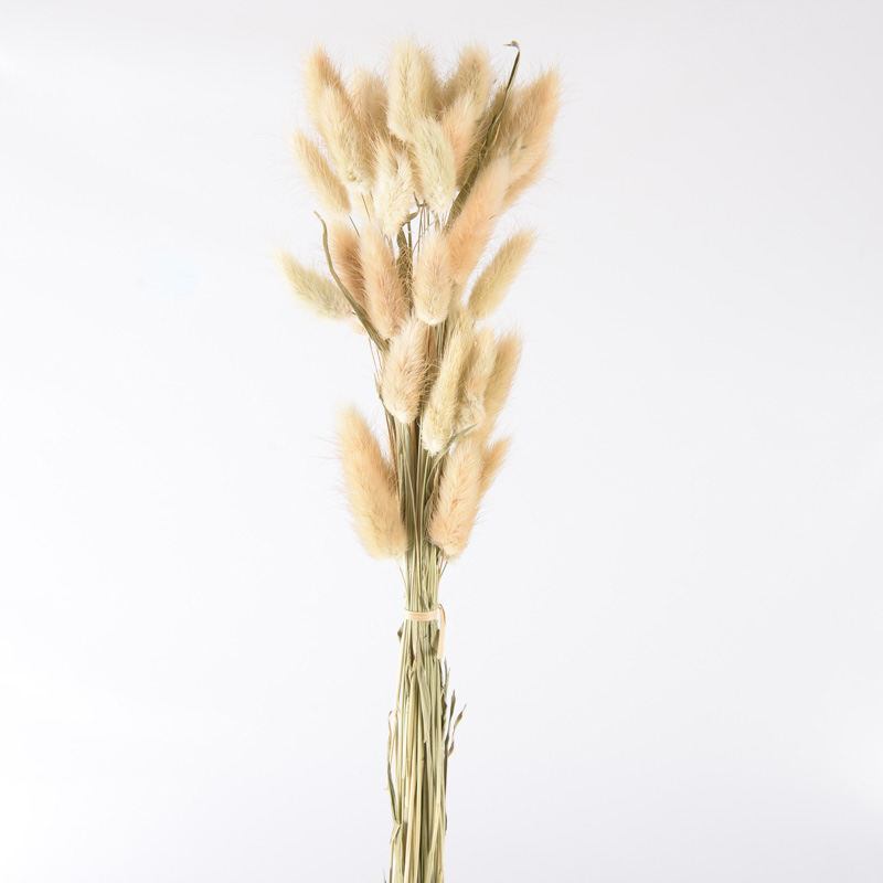 Fleurs séchées