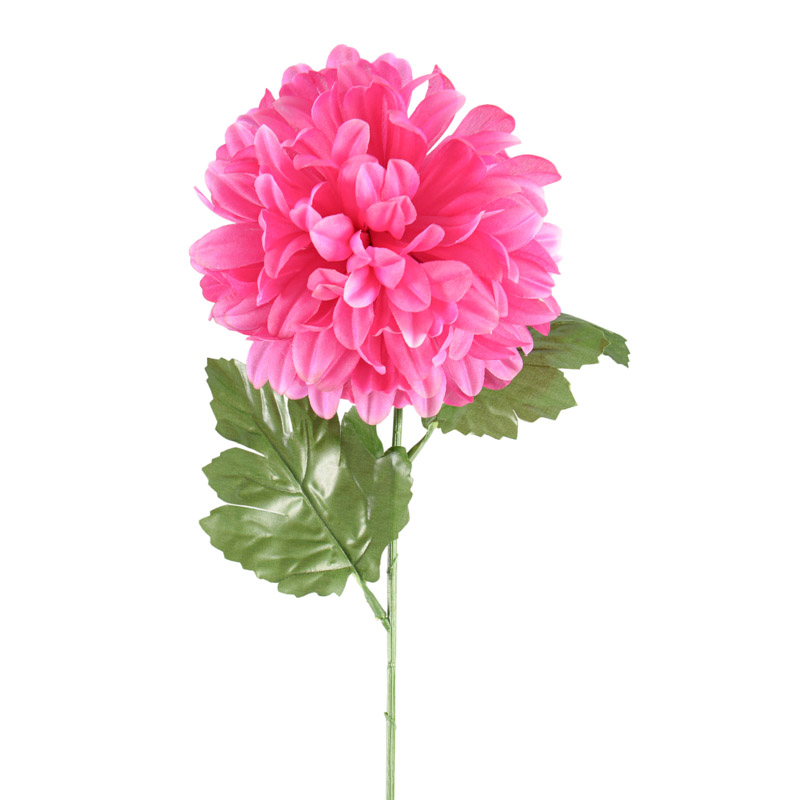 Tige de chrysanthème