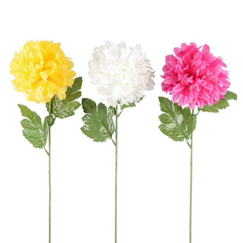 Tige de chrysanthème