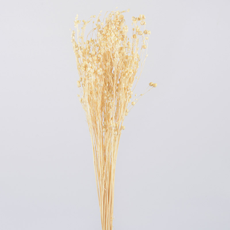 Tiges de linum séchées