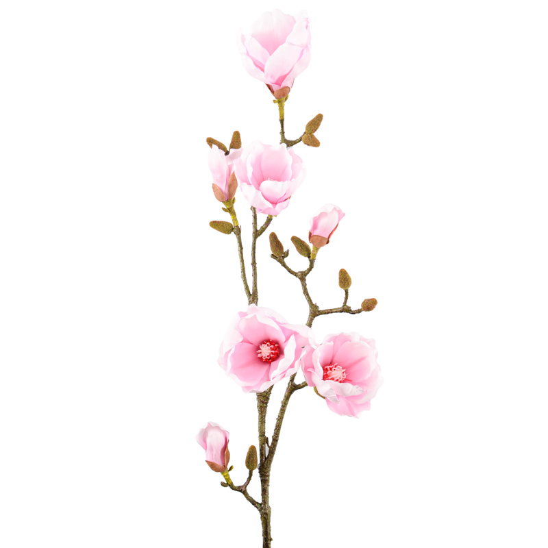 Branche de magnolia