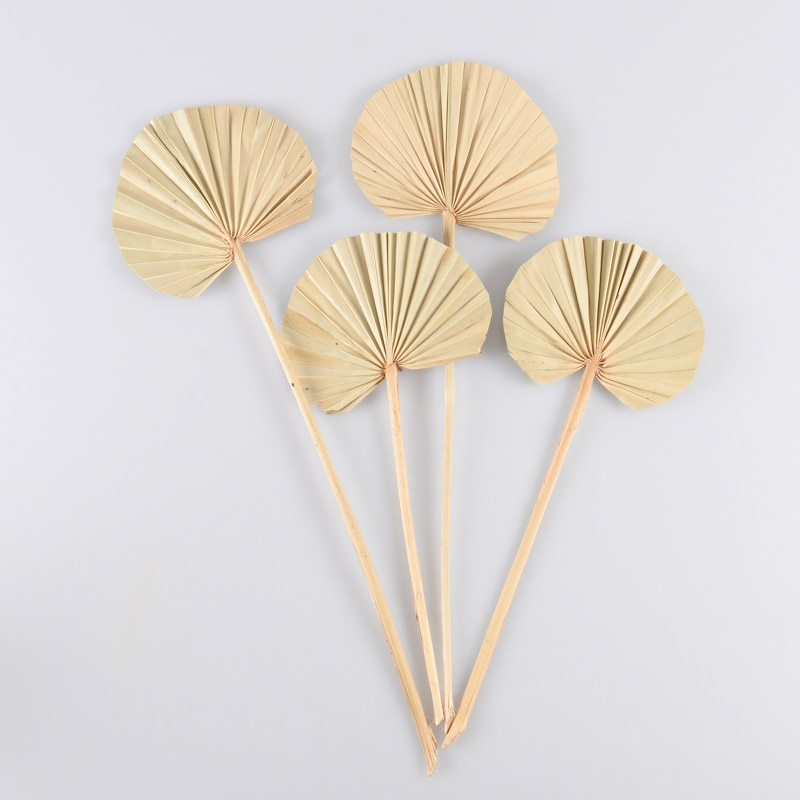 4 tiges 'Palm Spear'