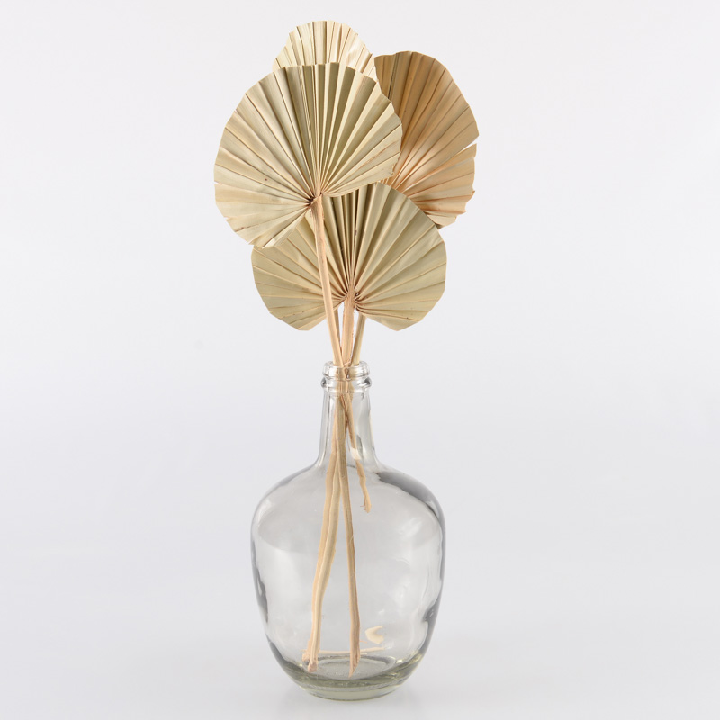 4 tiges 'Palm Spear'