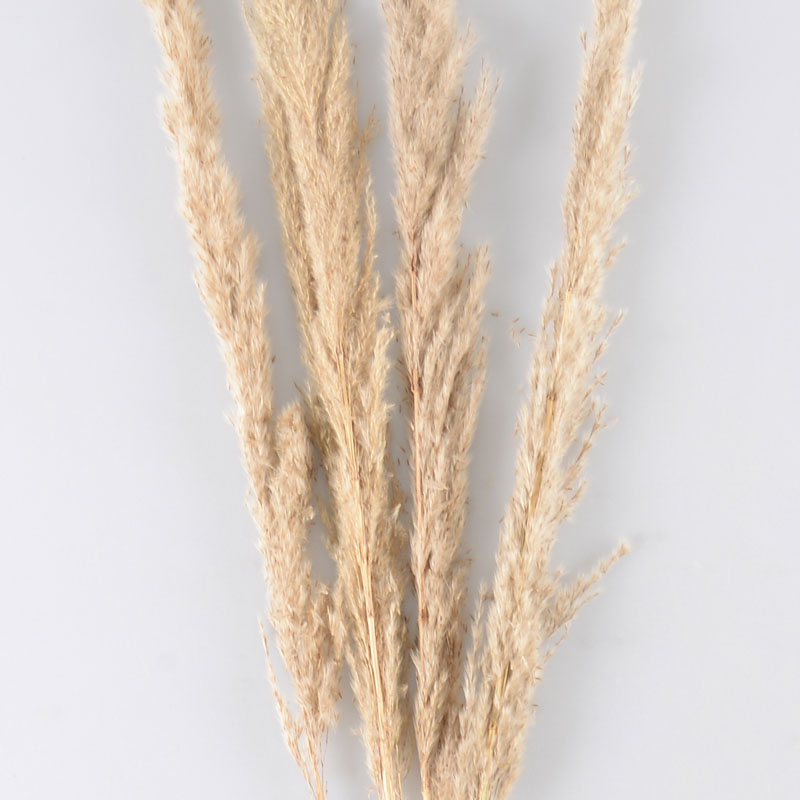5 tiges 'Pampa Golden' blanchie