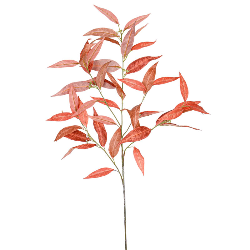 Feuille d'eucalyptus