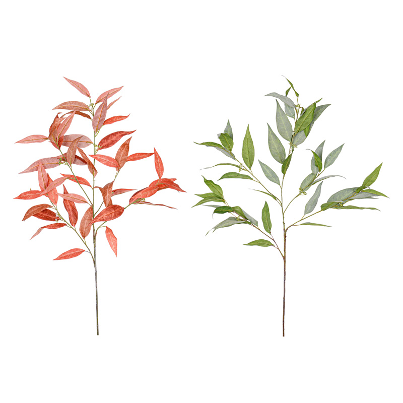 Feuille d'eucalyptus