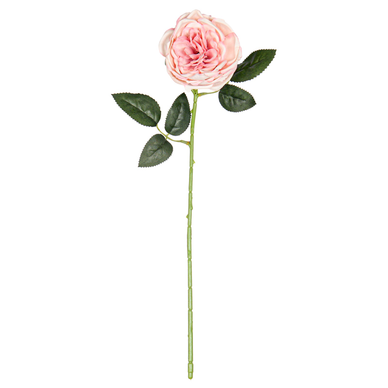 Tige de pivoine