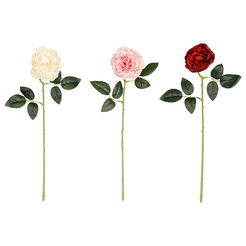 Tige de pivoine