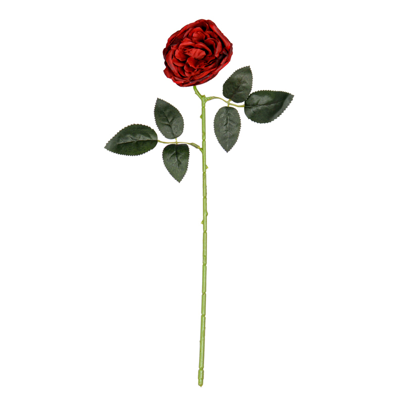 Tige de pivoine