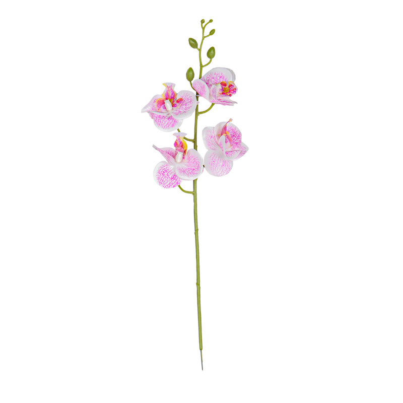 Tige d'orchidée