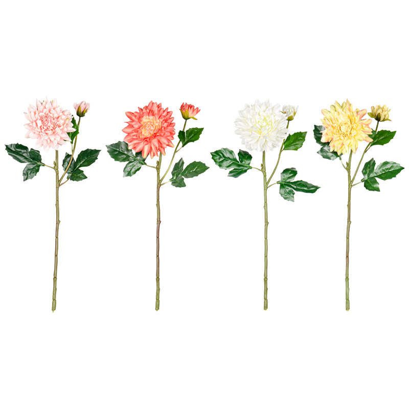 Tige de dahlia