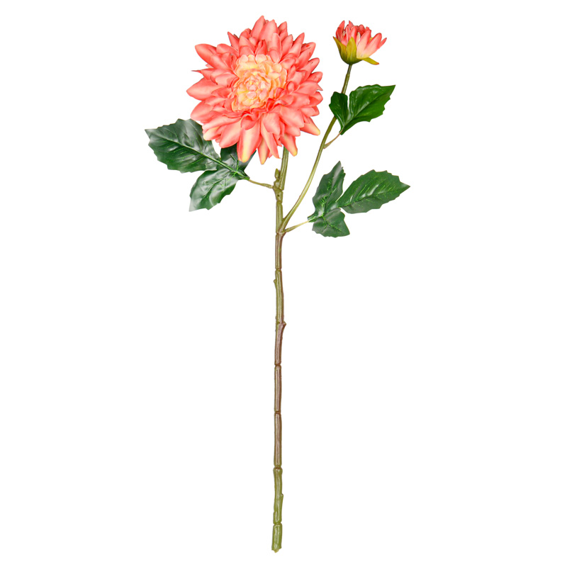 Tige de dahlia