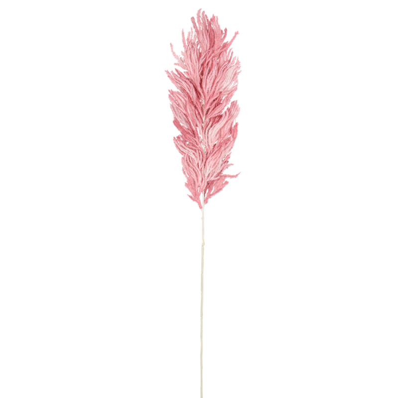 Tige de 'Pampas'