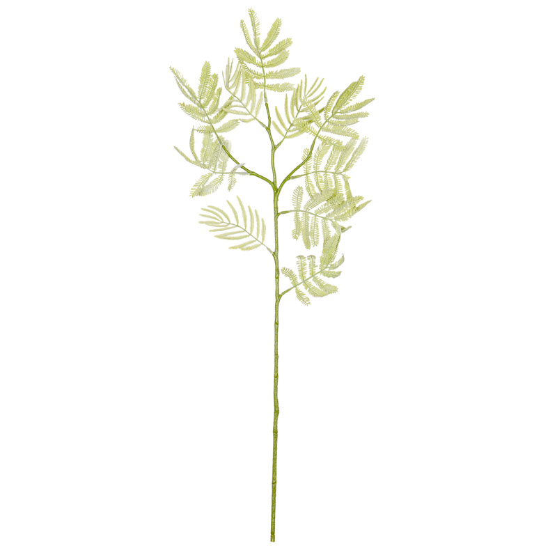 Tige 'Fabacee' vert 