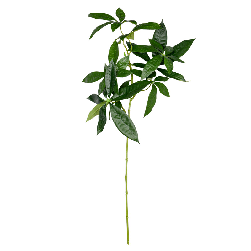 Branche de 'Pachira' verte