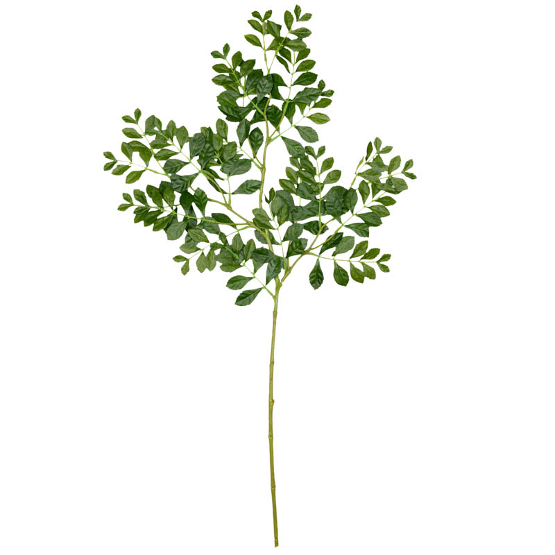 Branche de 'Toneriko' verte