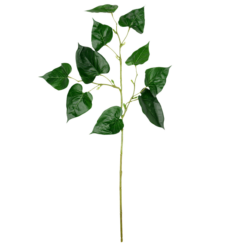 Tige d'anthurium verte