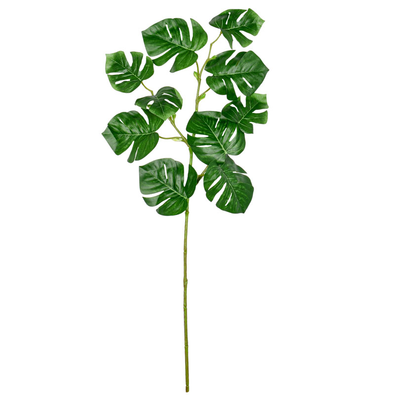 Branche de 'Monstera' verte