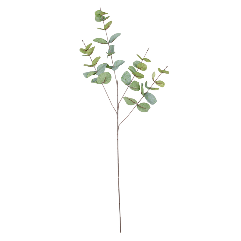 Branche d'eucalyptus verte