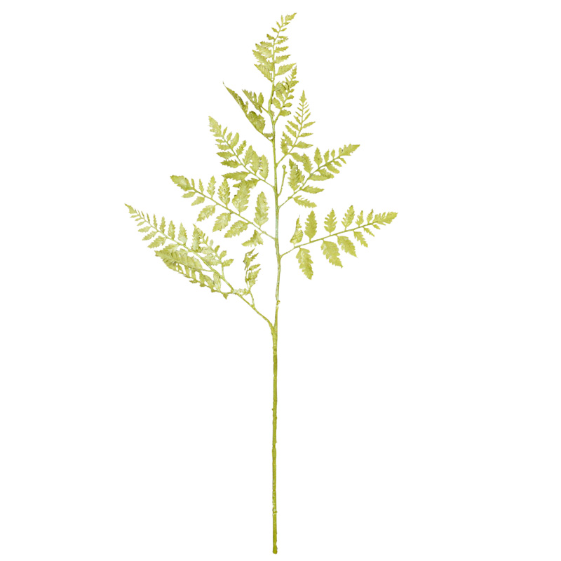 Tige de 'Fougère' vert clair