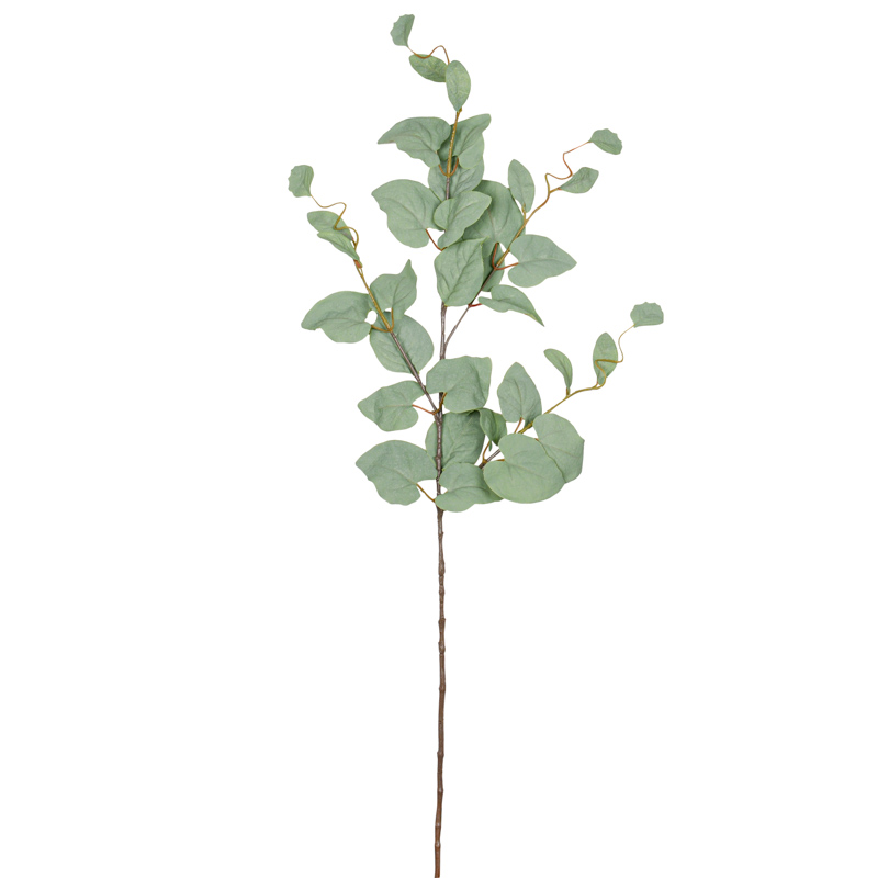 Branche de 'Pothos' verte