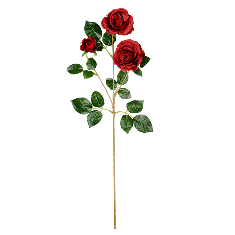 Branche de rose et rose bouton 