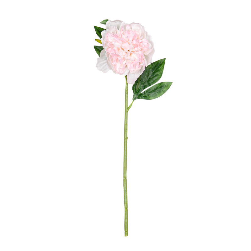 Branche de 'Pivoine'
