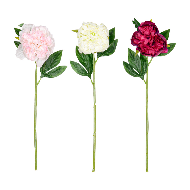 Branche de 'Pivoine'