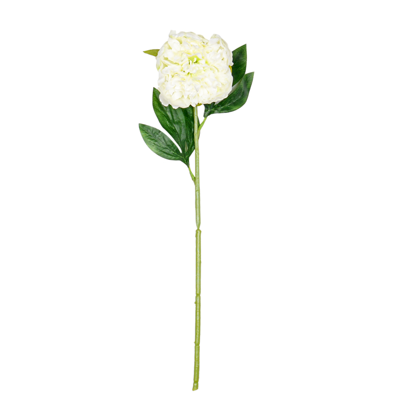 Branche de 'Pivoine'