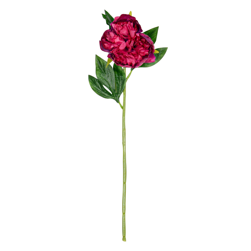 Branche de 'Pivoine'