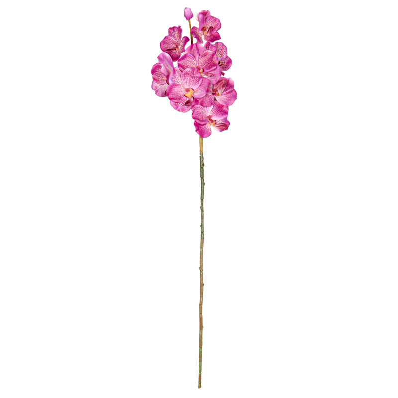 Branche d'orchidée