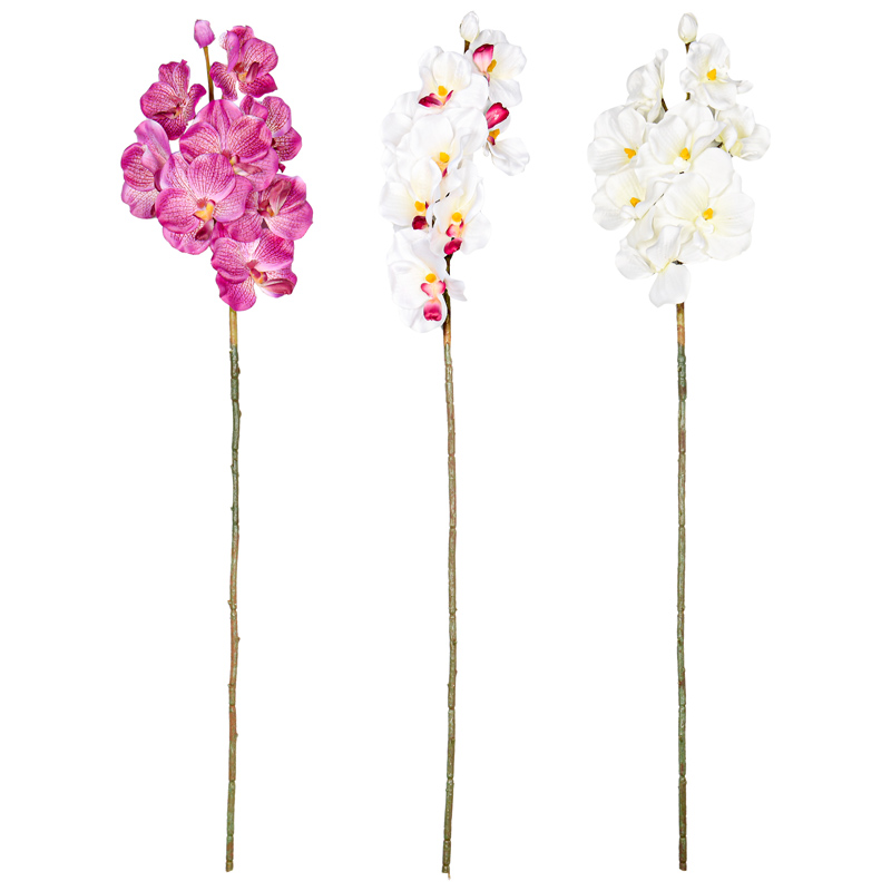 Branche d'orchidée