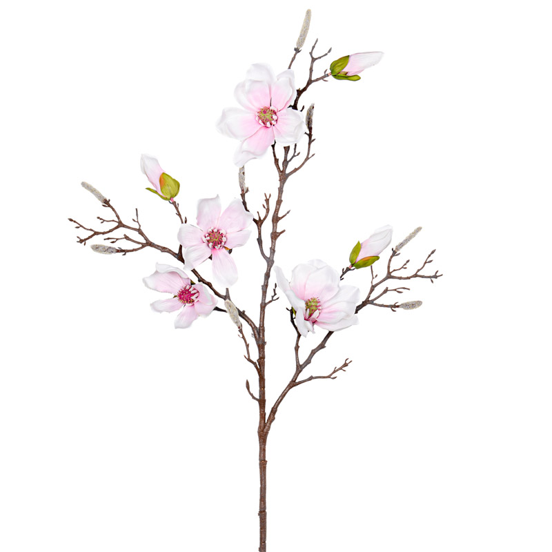 Tige de magnolia géante