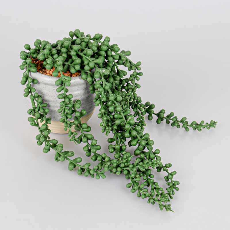 Plante collier de perle 'Senecio'