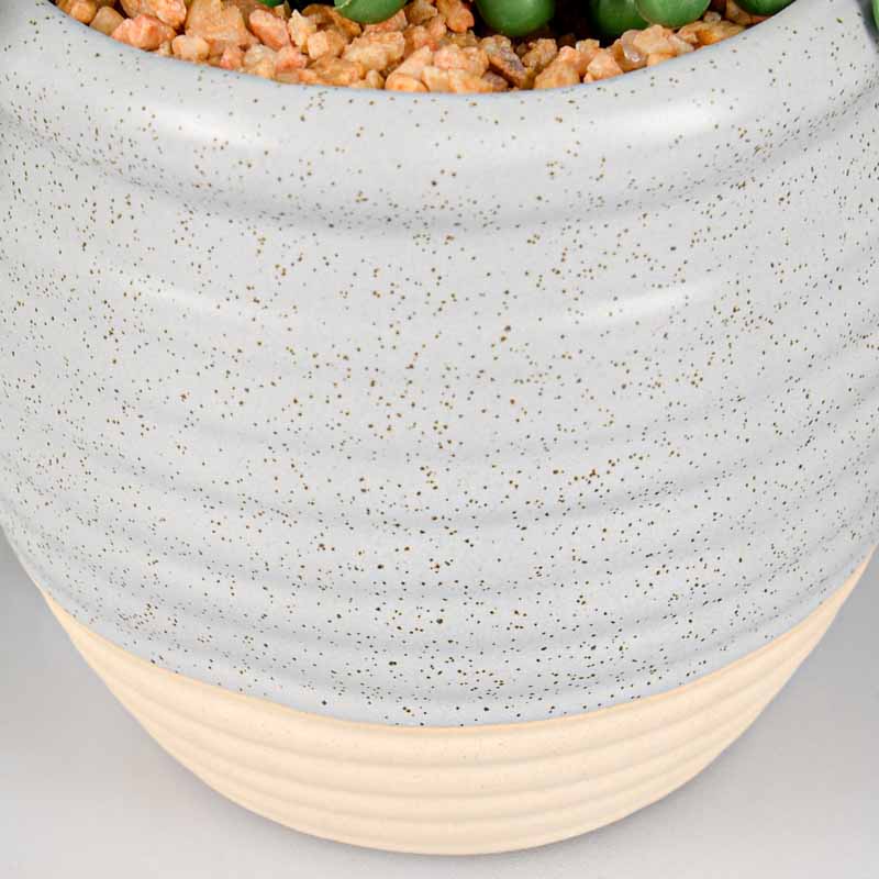 Plante collier de perle 'Senecio'