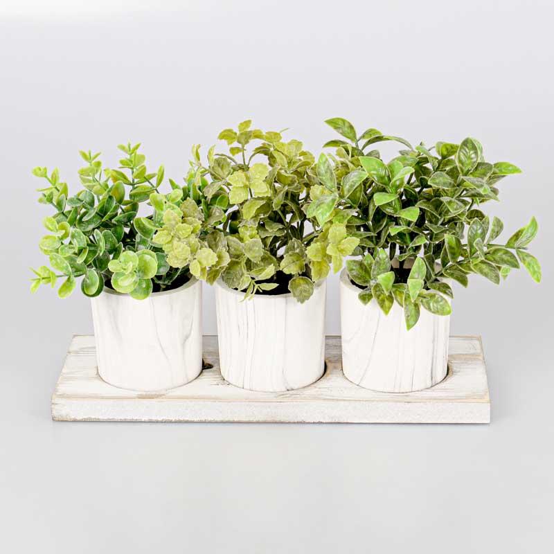 Centre de table 3 plantes