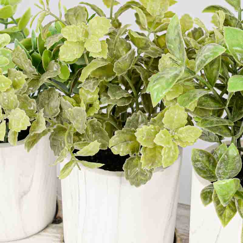 Centre de table 3 plantes