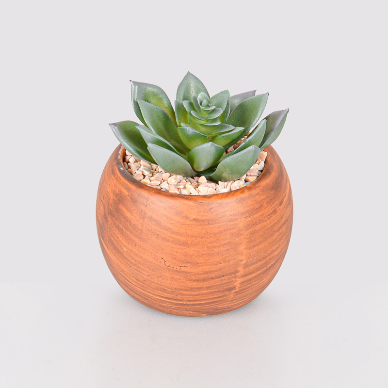 Plante grasse en pot 