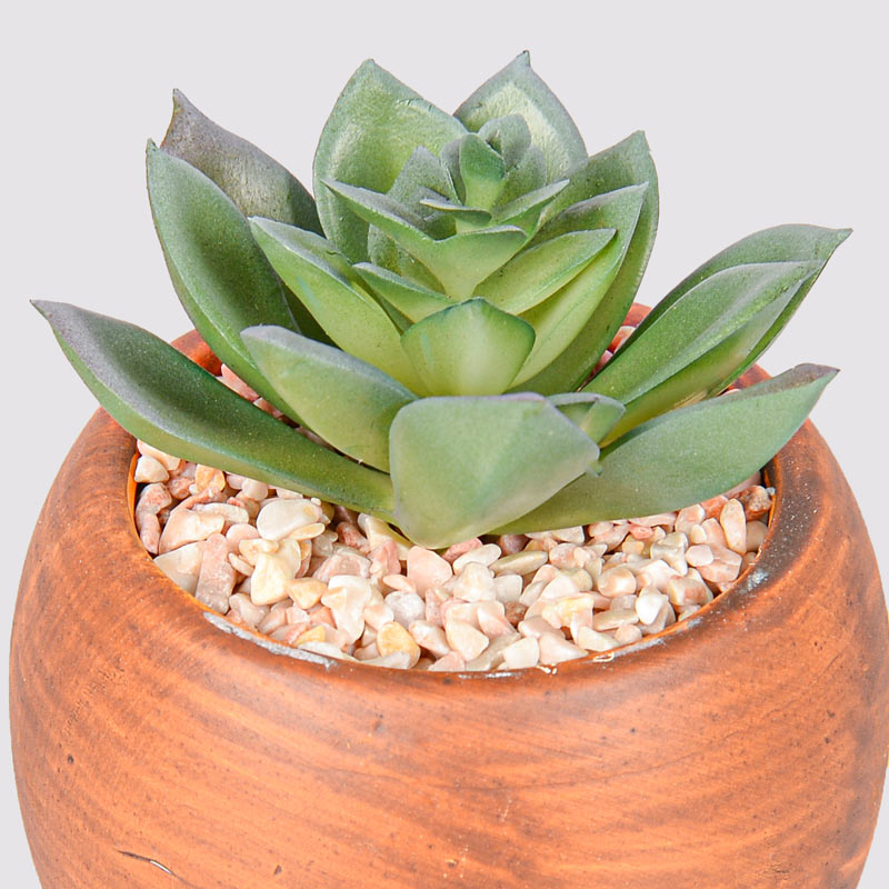 Plante grasse en pot 