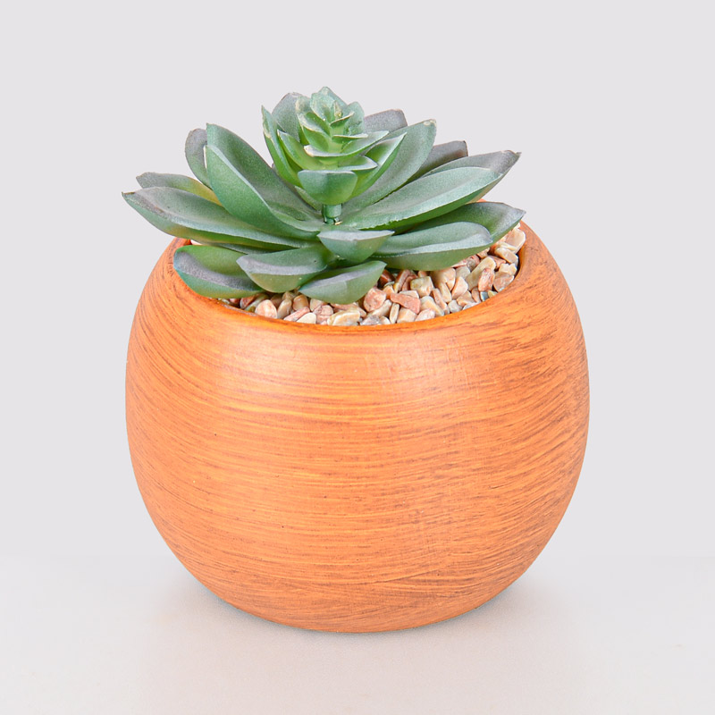 Plante grasse en pot 