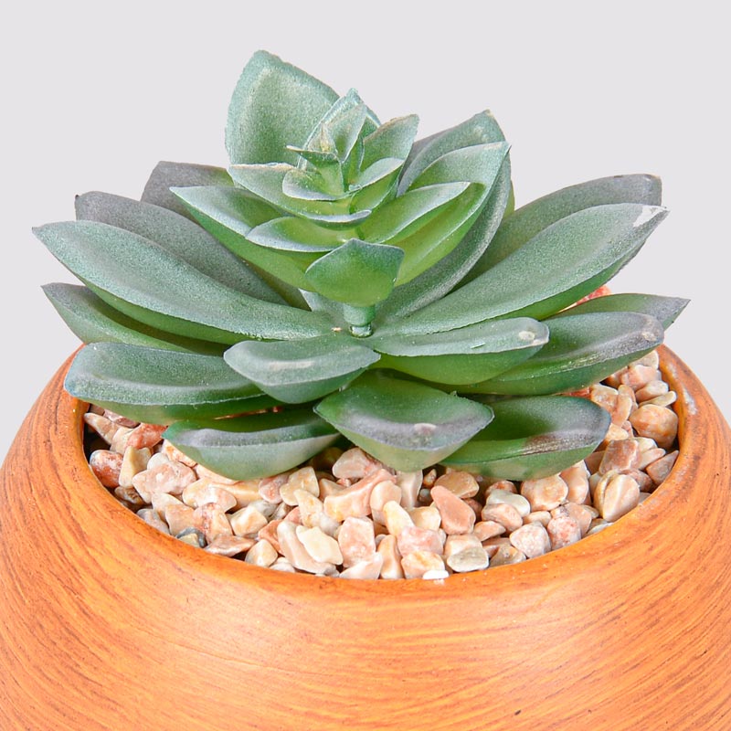 Plante grasse en pot 
