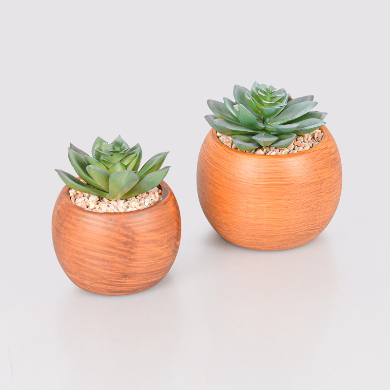 Plante grasse en pot 